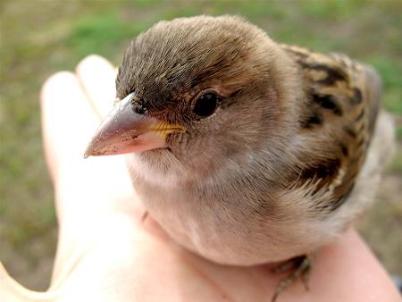 Воробушек маленький